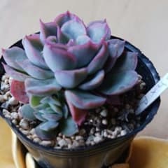 毒リンゴ×アイスクイーン○多肉植物(べるさん) - メルカリ