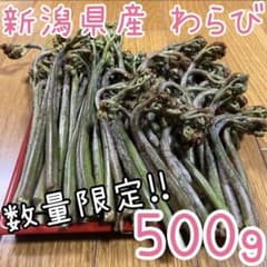 ✨数量限定✨ 新潟県産 天然 わらび 500g ネコポス発送 山菜 蕨 ⑲のサムネイル