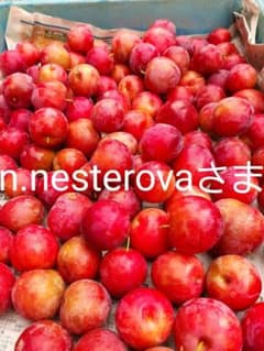 n.nesterovaさまのサムネイル