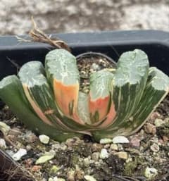 多肉植物 ハオルチア 北斎玉扇錦 鮮明錦 極上斑 - メルカリ