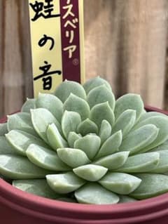 ミックスベリア　蛙の音　子株あり　札付き　ポットのまま ミックスベリア 蛙の音 子株あり 札付き ポットのまま - メルカリ