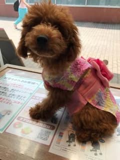 わんちゃん用  浴衣♡ペットパラダイスのサムネイル