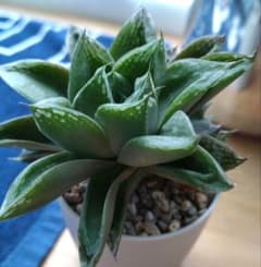 多肉植物ハオルチア(名無し)のサムネイル