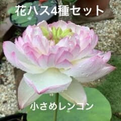 花ハス　4種類　小さめレンコン　4個セット　花蓮　花　苗　⑰のサムネイル