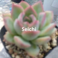 多肉植物 年に1度の大セール5苗セット￥1000Seichi - メルカリ