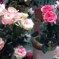 専用のサムネイル