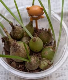 アルブカ ブラクテアータ　カップに植えてのサムネイル