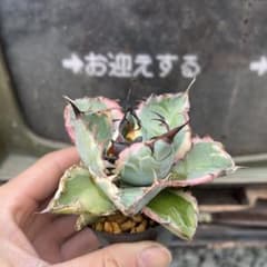 アガベBBブラックアンドブルー白覆輪斑入り抜き苗発送 - メルカリ