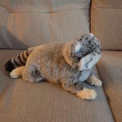 ひざねこ　マヌルネコSサイズのサムネイル
