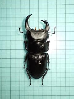 Dorcus【標本】オオクワガタ　能勢産　雌雄同体　65.6ミリ　飼育品 Dorcus様専用【標本】オオクワガタ 能勢産 雌雄同体 65.6ミリ 飼育品