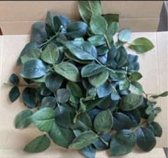 造花　薔薇の葉　アスカ　東京堂