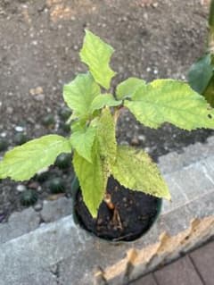 紫陽花　アナベル白のサムネイル