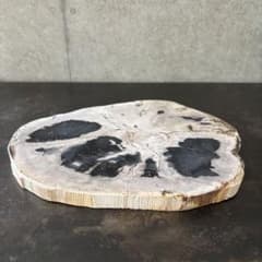 珪化木 木化石 フォッシルプレート D ペトリファイドウッド インテリア 珪化木 木化石 フォッシルプレート D ペトリファイドウッド インテリア