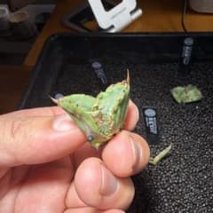 アガベ チタノタ 皇冠　Crownのサムネイル
