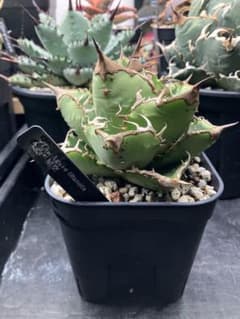 Agave アガベ ブツブツ　星空　激選抜　子株付きのサムネイル