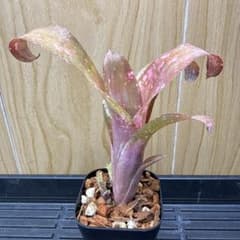#11 Billbergia 'Tequila Sunset' 子株付きのサムネイル