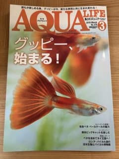 月刊アクアライフ グッピー、始まる！のサムネイル