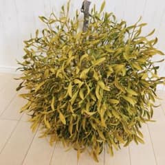 ヤドリギ　親株付き　切り立て　即発送a-1のサムネイル