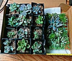 多肉植物チビ苗12種とカット苗セット【メルカリ便】のサムネイル