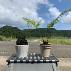 リュウビンタイ、カツモウイノデセットのサムネイル