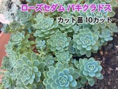 ローズ セダム パキクラドス カット苗10本 多肉植物のサムネイル