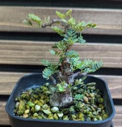 a*b様 センナ・メリディオナリス 実生のサムネイル
