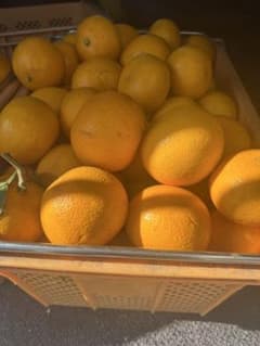 9.5kg【農家直送・栽培期間中不使用】静岡産 八朔みかん｜採れたて発送のサムネイル