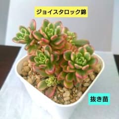 ②多肉植物エケベリア【ジョイスタロック錦】群生株 抜き苗 - メルカリ