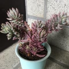 多肉植物 カメレオン錦のサムネイル
