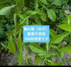 柚子の葉（農薬不使用）100枚程度 - メルカリ