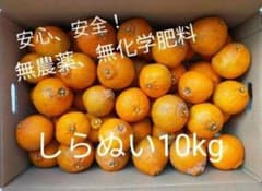長崎県産　不知火（デコポン）箱込み10kgのサムネイル