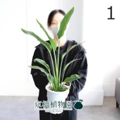 【現品】ストレチア/ストレリチア・レギネ　5号（1）