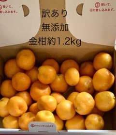 訳あり 採れたて即日発送長崎県産無添加 金柑 約1.2kgのサムネイル