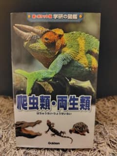 爬虫類・両生類のサムネイル