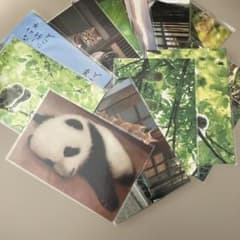 動物柄　ポストカード　12枚のサムネイル