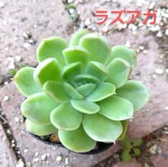 Ueue53様 リクエスト 2点 まとめ商品のサムネイル