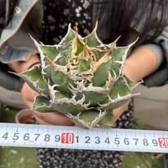 H*o様 アガベ チタノタ 海王 極上絶狂棘 鮮緑肌 密棘 優良血統 738 アガベ チタノタ 海王 極上絶狂棘 鮮緑肌 優良血統 - メルカリ