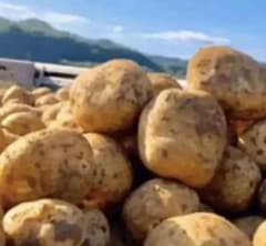 ●北海道今金産男爵●新鮮ほれたて●送料無料10.0キロ産地直送のサムネイル