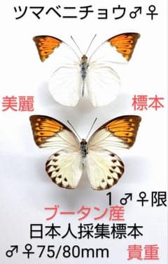 お値下げ！昆虫標本 | Mua sắm tại Mercari từ Nhật Bản! | Buyee