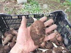 大玉の土垂 35個 4kg以上のサムネイル