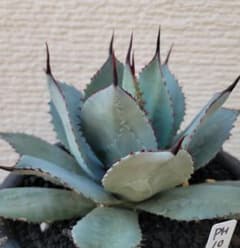 アガベ パリー ハイブリッド 子株 No.117 - メルカリ