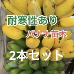 バナナがなる鹿児島バナナの木2本セット - メルカリ