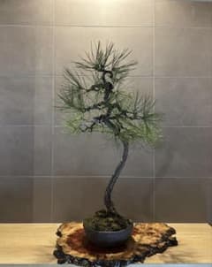 赤松　盆栽　文人木　洒落た木　樹高70㎝ G*N様 赤松 盆栽 文人木 洒落た木 樹高70㎝ - メルカリ