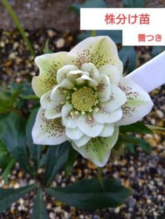 クリスマスローズ ダブル 株分け苗 - メルカリ