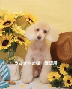 うさぎやま様確認用 - メルカリ