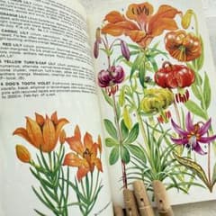 [美しい植物画]チェコの古い植物図鑑(1937年)/植物画 高山植物/ 美しい花々のイラストꕤ高山植物図鑑ꕤボタニカル書 ꕤALPINE FLOWERS