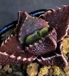 多肉植物 フォーカリア 魔獣の肉×紅蓮地獄(実生苗です) - メルカリ