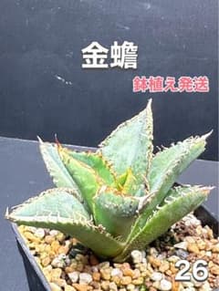 アガベ チタノタ 金蟾 ブツブツ系‼️良株‼️鉢植え発送‼️ 26 - メルカリ