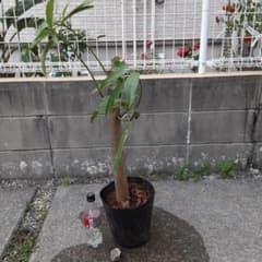 マンゴー苗 土マンゴー(紫マンゴー苗 )実生5年苗木② - メルカリ