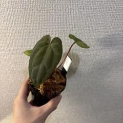 Anthurium AOS✖️RVDP斑入り - メルカリ